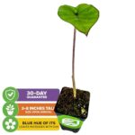 Blue Hawaii Elephant Ear Live Plant – Alocasia – Wellspring Gardens Starter Plant – Rare Alocasia Bulbs – Exotic Tropical Plant with Blue-Purple Veins – Ideal for Indoor and Outdoor Garden Planting