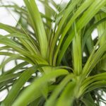 United Nursery Ponytail Palm Bush Beaucarnea Recurvata Plant Live Indoor Outdoor House Plant Ships in 6 Inch Grower Pot at 14 to 16 Inches Tall