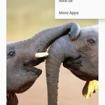 Elephant Wallpaper HD