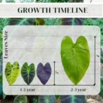 Elephant Ear Plants | Black Magic | (4-Pack) Easy-to-Grow Live Colocasia Plants, Perfect for Indoor/Outdoor Gardens, 3-8 inches Height