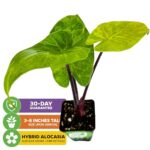 Imperial Red Elephant Ear Live Plant – Alocasia – Wellspring Gardens Starter Plant – Indoor and Outdoor Live Houseplants, Garden Planting, Broad Leaved Perennials – Small Pot
