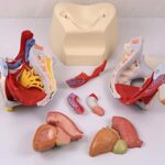 3B Scientific H21/3 Male Pelvis with Ligaments, Nerves and Organs, 7 Part – 3B Smart Anatomy